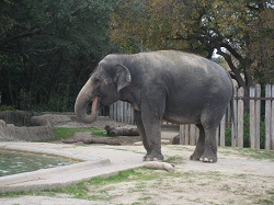 Elephany